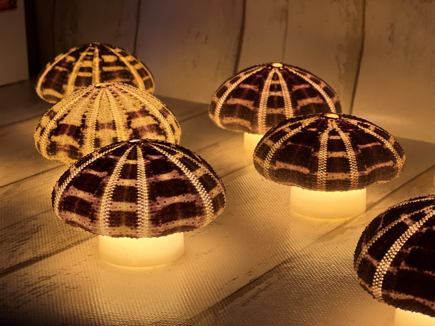 Sea Urchin Nightlights