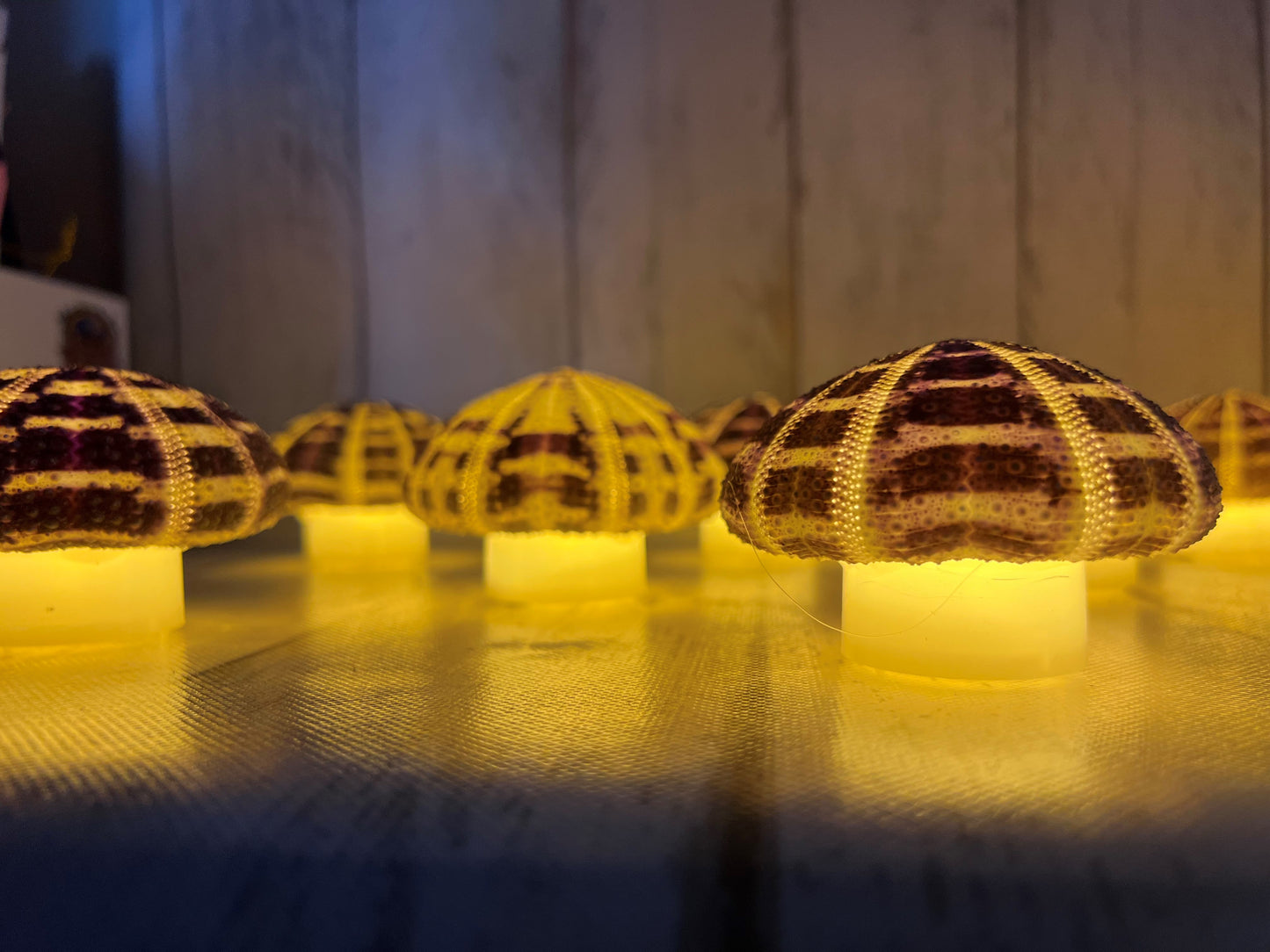 Sea Urchin Nightlights