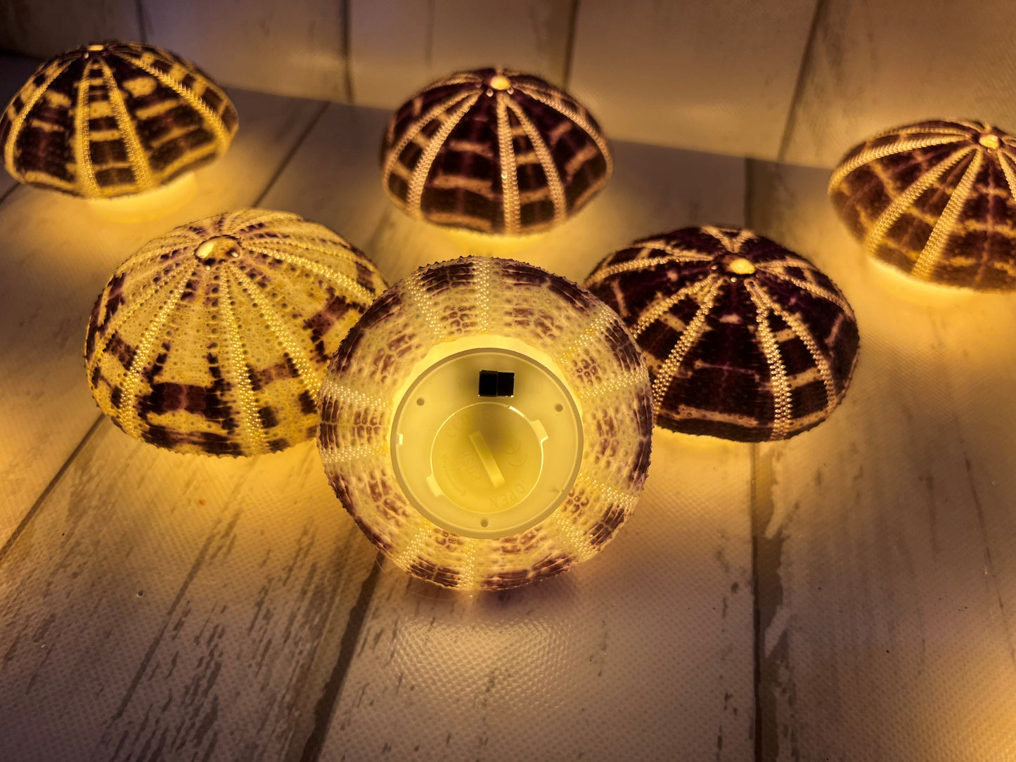 Sea Urchin Nightlights